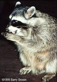 lactating female raccoon � Barry Brown
