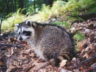 Zorro in woods - click for full size image