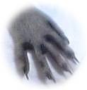 raccoon 'hand'